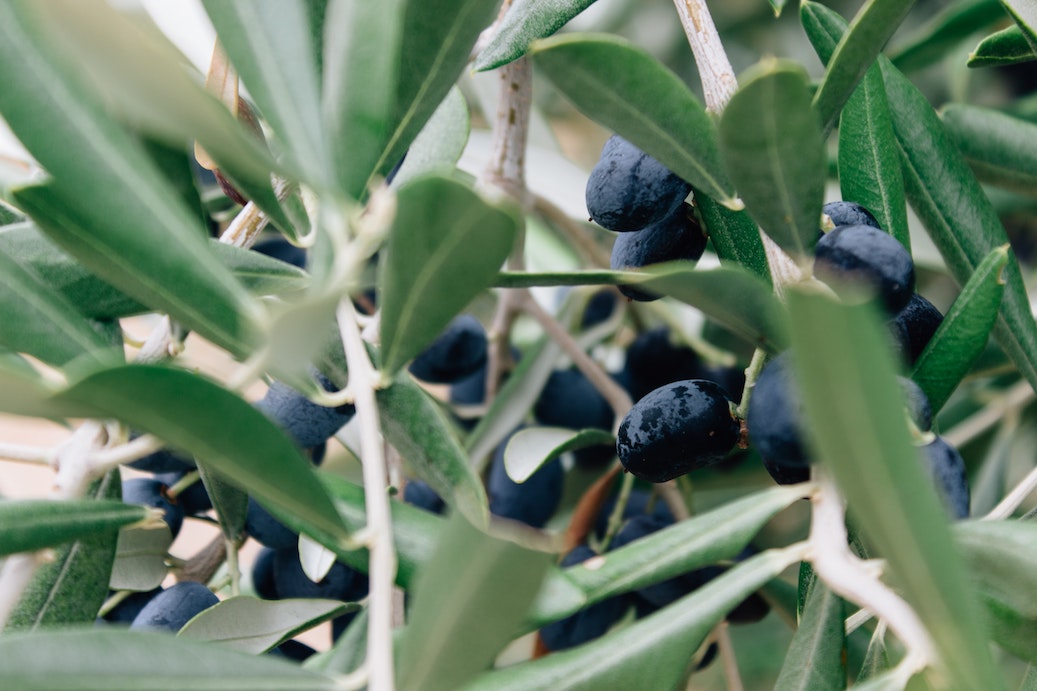 Busting Olive Oil Myths